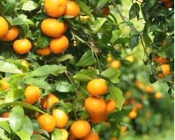 1760700452_nadorcott_afourer_naranjasecologicas