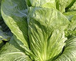 chicore_pain_de_sucre