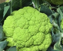 chou_fleur_vert_280551613