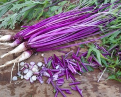 jeunes-pousses-mizuna-beni-houshi