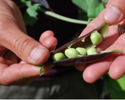 peas-g2ebbe8cf6_1920