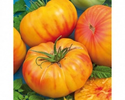 tomate_ananas