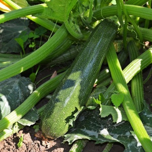 courgette-gcb7b1e1c9_1920
