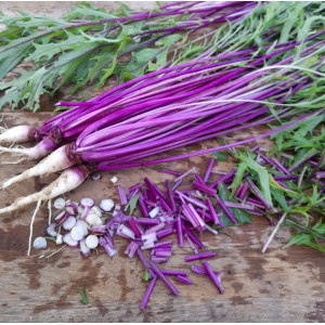 jeunes-pousses-mizuna-beni-houshi