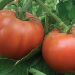screenshot_2025-07-03_at_14-08-28_tomate_cubalibre_f_une_ronde_charnue